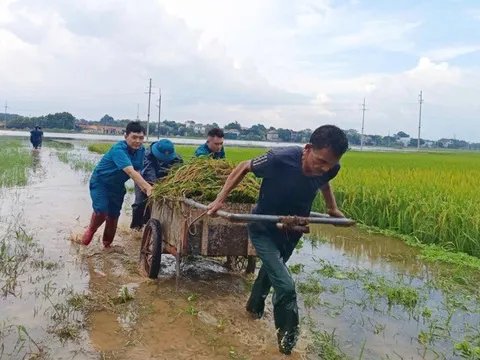 Phường Tùng Thiện khẩn trương giúp dân gặt lúa chạy ngập úng