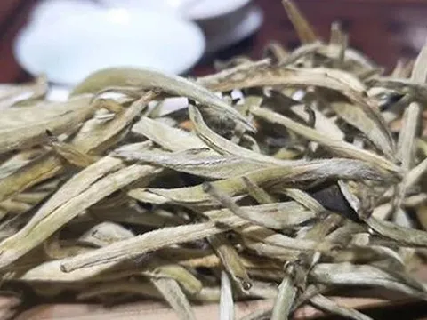 Đặc sản đắt đỏ bậc nhất Việt Nam, giá 680 triệu đồng/kg, ít người biết