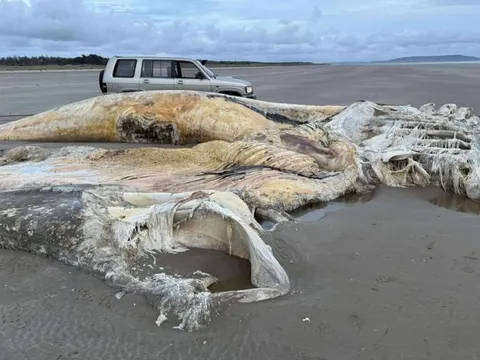 Sinh vật khổng lồ bí ẩn dạt vào bãi biển, gây chấn động