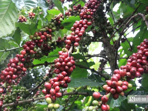 Cà phê giữ vị trí dẫn đầu trong nhóm nông sản xuất khẩu