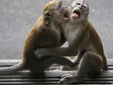 Đang ngủ trong nhà, trẻ sơ sinh bị khỉ tấn công tử vong