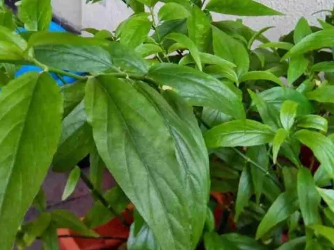 Cây dại mọc đầy bờ rào xưa không ai "ngó", nay thành đặc sản dân phố thích mê, giá 100.000 đồng/kg