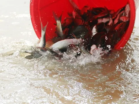 Chuyện phóng sinh