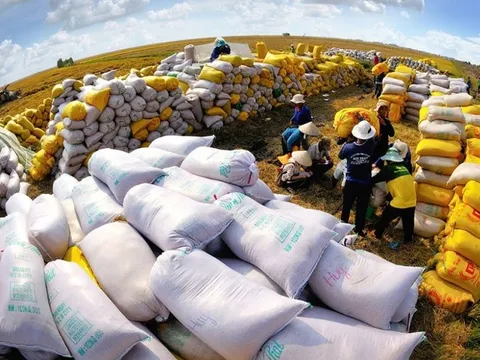 Thủ tướng yêu cầu tăng cường các giải pháp thúc đẩy sản xuất, xuất khẩu và ổn định thị trường gạo