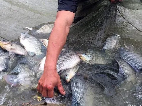 Cá rô phi: Nhân tố tiềm năng bứt phá trong thủy sản