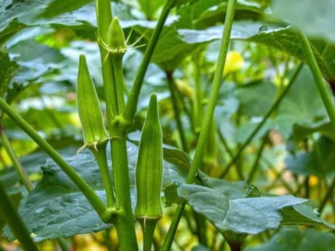 Loại quả được người Nhật coi là "nhân sâm xanh", ở Việt Nam trồng bạt ngàn