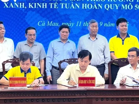 Cà Mau triển khai mô hình 1.500 ha tôm siêu thâm canh
