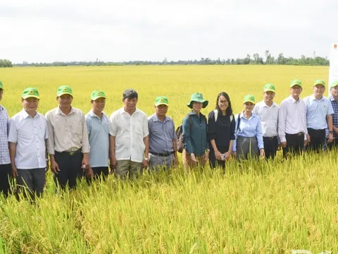 Giá gạo miền Tây đang giảm: Doanh nghiệp cùng vượt khó với nông dân