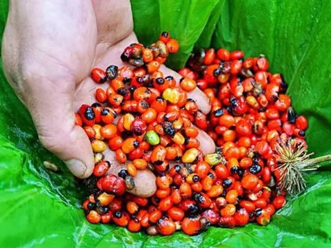 Loại hạt đắt đỏ bậc nhất thế giới, giá tới 240 triệu đồng/kg, chỉ có ở Việt Nam