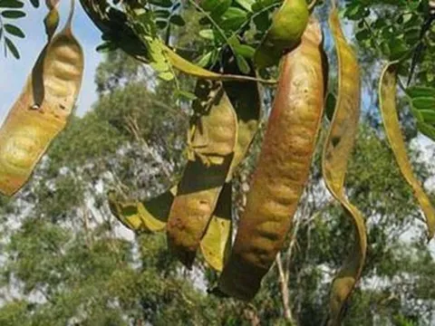 Loại cây dại mọc bờ rào Việt Nam, nay "trời tây" bán 2 triệu/kg