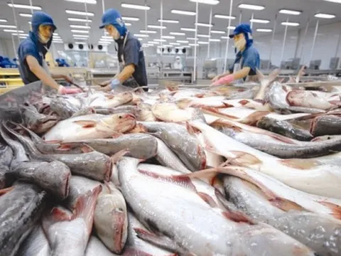 Xuất khẩu cá tra vượt mốc 1,4 tỷ USD