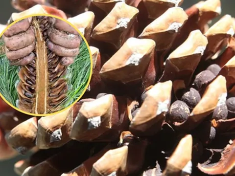 Loại hạt đắt đỏ "bậc nhất thế giới", Việt Nam xưa rụng đầy gốc ít ai nhặt