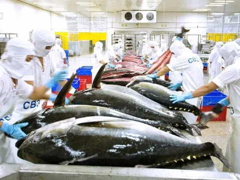 Gỡ khó xuất khẩu cá ngừ