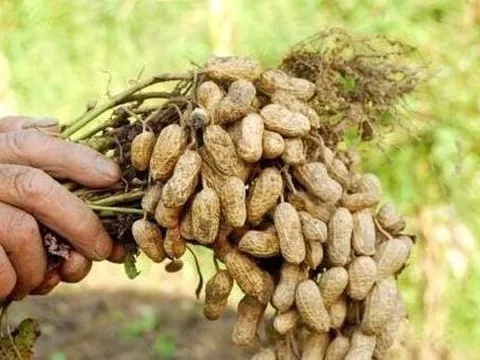 "Quả trường sinh" mọc trong đất, bổ dưỡng chẳng kém nhân sâm tổ yến