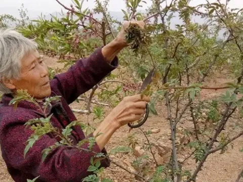 Cây xưa chỉ trồng lấy quả, nay hái lá đem bán cũng "hái ra tiền"