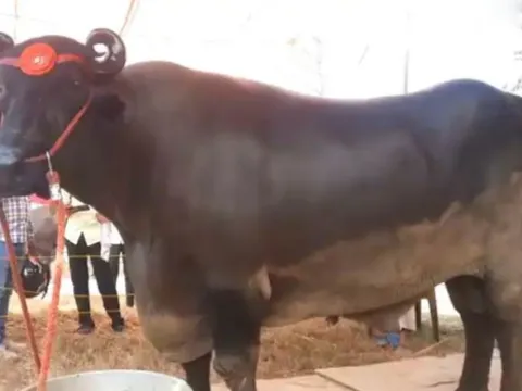Con trâu "khổng lồ" giá 69 tỷ đồng, chủ chần chừ "chưa ưng bán"