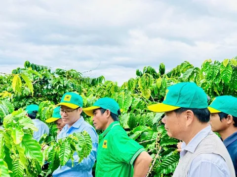 Canh tác cà phê thông minh: Định hướng phát triển bền vững trong bối cảnh biến đổi khí hậu