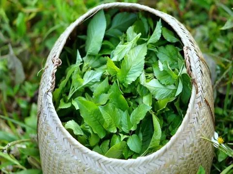 Loại cây là "kẻ thù nhà nông" ở quê thấy nhổ bỏ, nay thế giới lại đánh giá cao