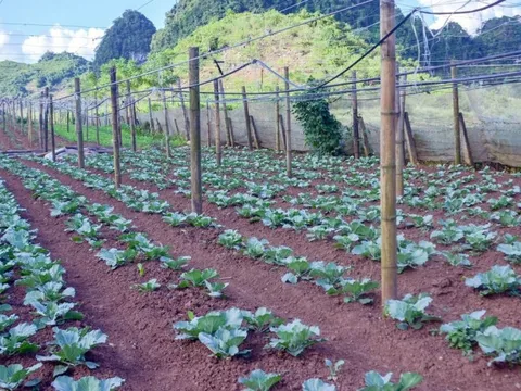 Chủ động ứng phó thời tiết, tập trung phát triển rau vụ đông