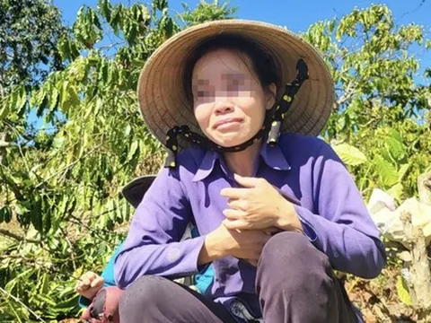 Vụ anh rể phá vườn cây "đòi quan hệ với em vợ": Vì sao bà chủ vườn cà phê bị phạt?