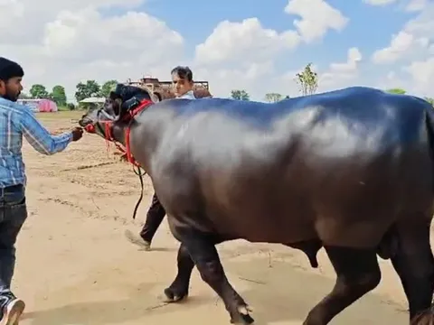 Con trâu đực được trả 9 tỷ đồng, người đàn ông vẫn quyết không bán