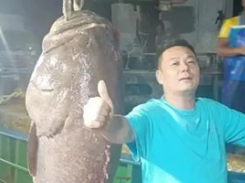 Ngư dân bắt được con cá mú khổng lồ nặng 125kg, giá 127 triệu đồng