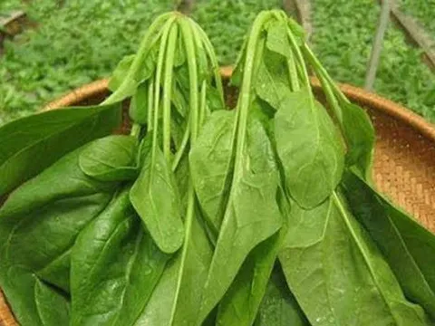 Loại rau được gọi là "siêu thực phẩm" cực tốt với sức khỏe con người