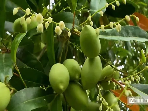 Thứ quả chua chát mùa nước nổi miền Tây, một khi đã nếm khó lòng quên