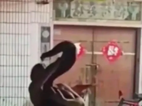 Đi đám cưới, cô gái trẻ bị con trăn "khủng" cắn vào mặt và cái kết bất ngờ