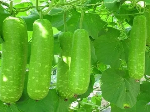 Loại quả là "tiên dược mùa hè", siêu bổ dưỡng lại không lo tăng cân