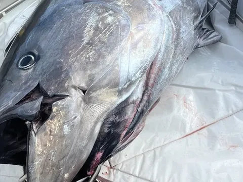 Cần thủ câu được con cá khổng lồ nặng 453kg trên biển