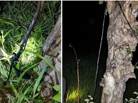 Dùng điện bẫy chuột khiến 2 thanh niên tử vong, cụ ông bị khởi tố tội Giết người