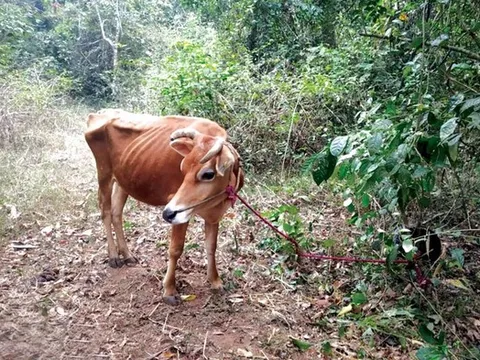 Đi chăn bò, người đàn ông bị hổ dữ vồ tử vong
