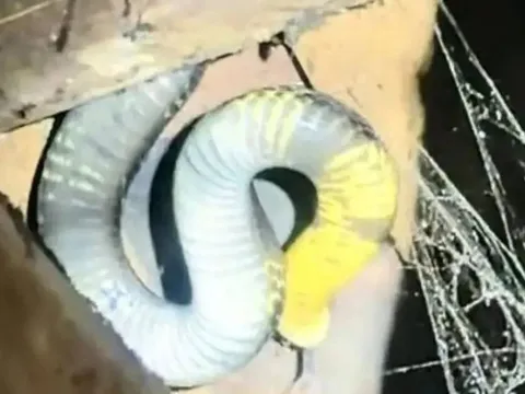 Nhìn lên mái nhà thấy cảnh tượng "đáng sợ", đôi vợ chồng trẻ thức trắng đêm và cái kết