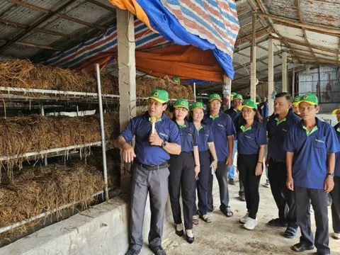 Thúc đẩy kinh tế tuần hoàn từ rơm rạ qua 'Ngày hội nông dân trồng nấm'