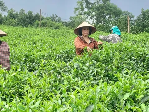 Sản phẩm OCOP miền núi Thủ đô- Bước chuyển mình từ bản sắc đến thương hiệu