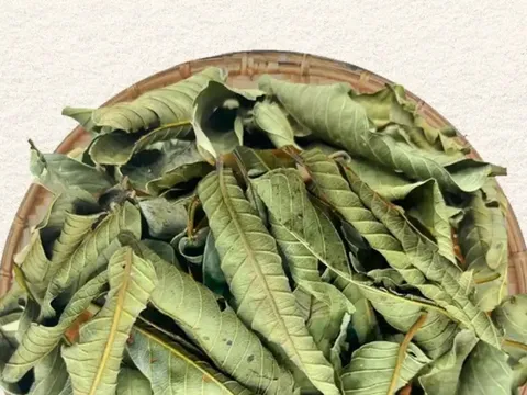 Đừng chỉ ăn quả, lá loại cây này quý như "nhân sâm của người nghèo", nhiều người không biết thường bỏ phí