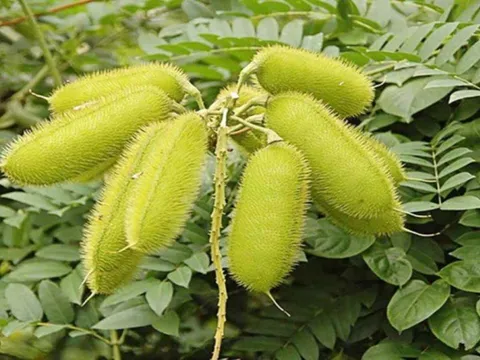 Cây dại mọc đầy ở Việt Nam, sang "trời Tây" giá 300.000 đồng/kg