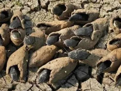 Loài cá duy nhất trên thế giới có thể sống vài năm không cần nước, không ăn vẫn sống khỏe