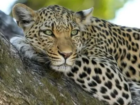 Mở cửa ngủ cho mát, người phụ nữ bị báo dữ tấn công tử vong