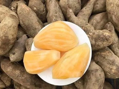 Sâm đất - Món quà từ lòng đất ăn giòn ngon lại mát, để càng lâu càng ngọt