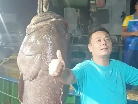 Người đàn ông bắt được "quái ngư" dài 1,8m, bán vội có ngay gần 130 triệu đồng