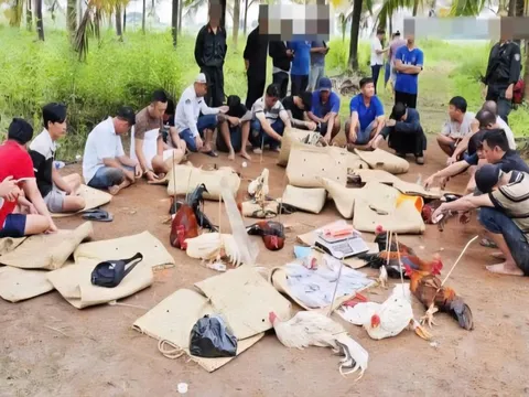 Cần Thơ truy tìm nhiều đối tượng liên quan vụ đá gà ăn tiền hơn 1,6 tỷ đồng
