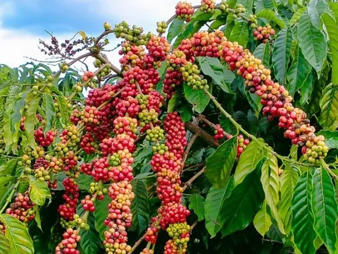 THỊ TRƯỜNG HÀNG HÓA: Cà phê dẫn đầu xu hướng