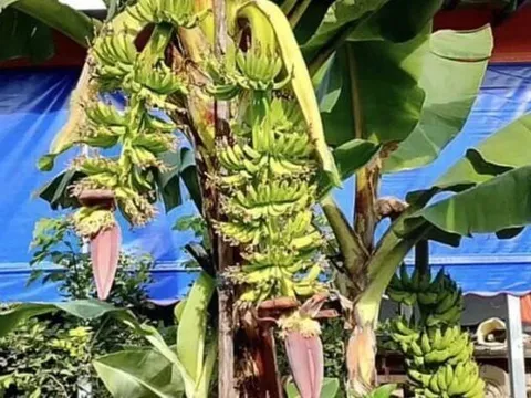 Cây chuối bỗng xảy ra hiện tượng lạ, người dân đổ xô đến xem
