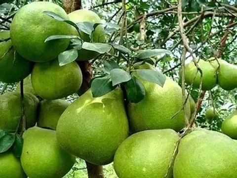 Lần đầu tiên bưởi Việt Nam xuất khẩu sang Australia