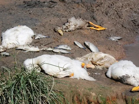 Hà Tĩnh: Khởi tố kẻ đâm trọng thương hàng xóm… do 3 con vịt chết bất thường