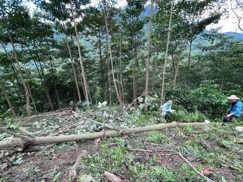 Cưa cây làm chết người, người đàn ông bị khởi tố