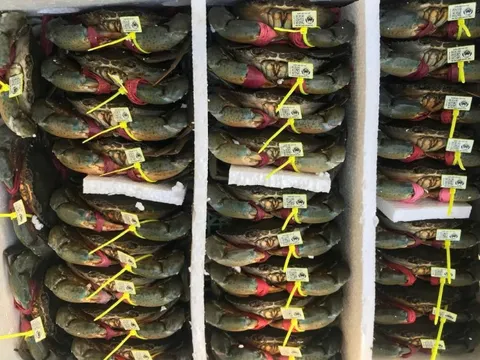 Nâng tầm chất lượng, danh tiếng và giá trị kinh tế cua Cà Mau