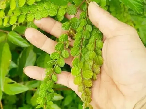 Cây mọc dại người Việt "thờ ơ", nước ngoài hái lá khô đem bán kiếm bộn tiền